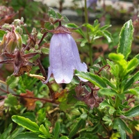 Campanula zangezura